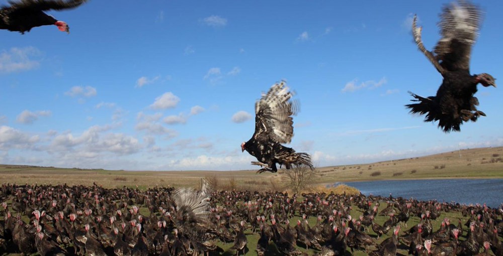 Yılbaşı hindileri satışa çıktı (Fiyatı kaç lira olacak?) - 11