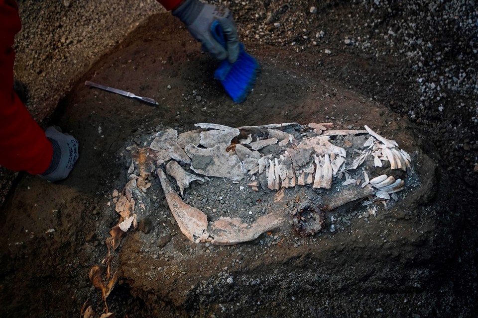 Pompei'de taşlaşmış at kalıntıları bulundu - 2