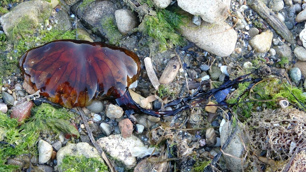 Çanakkale Boğazı'nda zehirli denizanaları görüldü, uzmanı uyardı - 11