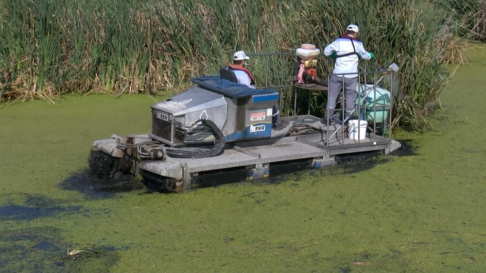 İstanbul'da sivrisinekler hastanelik etmeye başladı - 9
