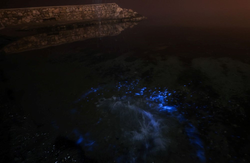 Bursa kıyılarında plankton patlaması: Deniz suyu renk değiştirdi - 5