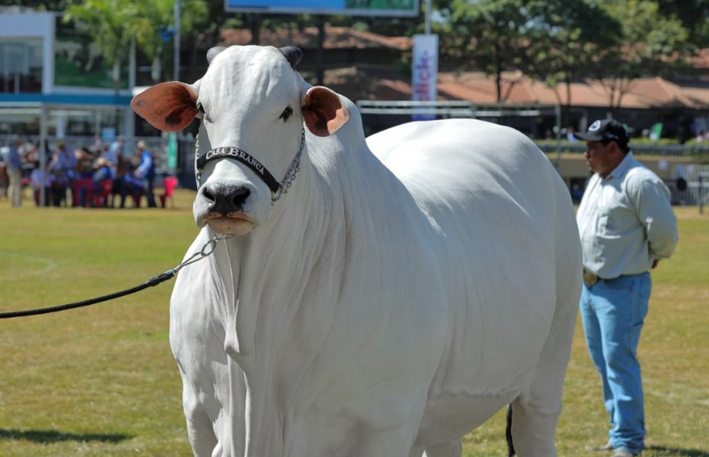 Dünyanın en pahalı ineği: 4 milyon dolara satıldı - 6