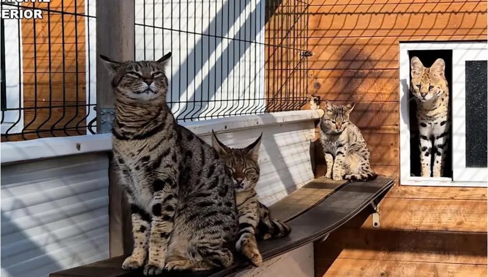 Egzotik kedi ticareti çetesi çökertildi: Sosyal medyada 2 milyon TL'ye leopar satıyorlar