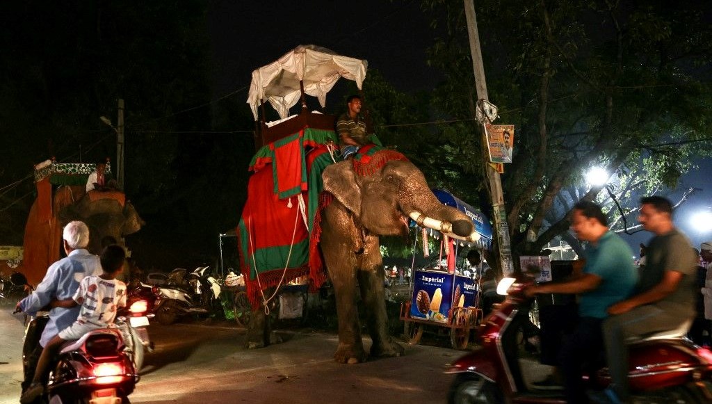 Hindistan'da fil saldırısı: 5 kişi hayatını kaybetti