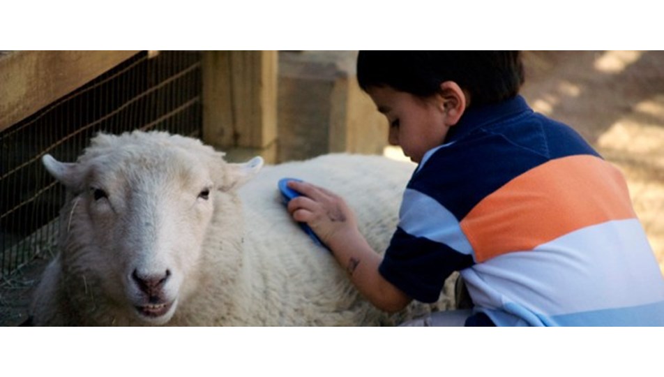 Kurbani Cocuklarin Onunde Kesmeyin Saglik Haberleri Ntv