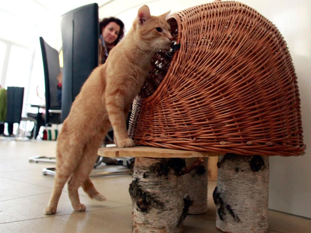 Avrupa�da bir ilk Kedi kafe Magazin Haberleri NTV