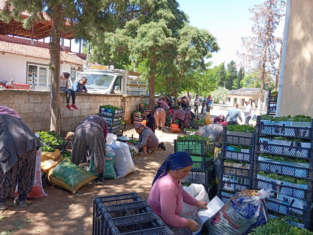 Türkiye’nin değerli üzüm üretim merkezlerinden biri: Bağ yaprağı dönemi açıldı 76 2 I9yLwiuUigs0HuKWLoUQ