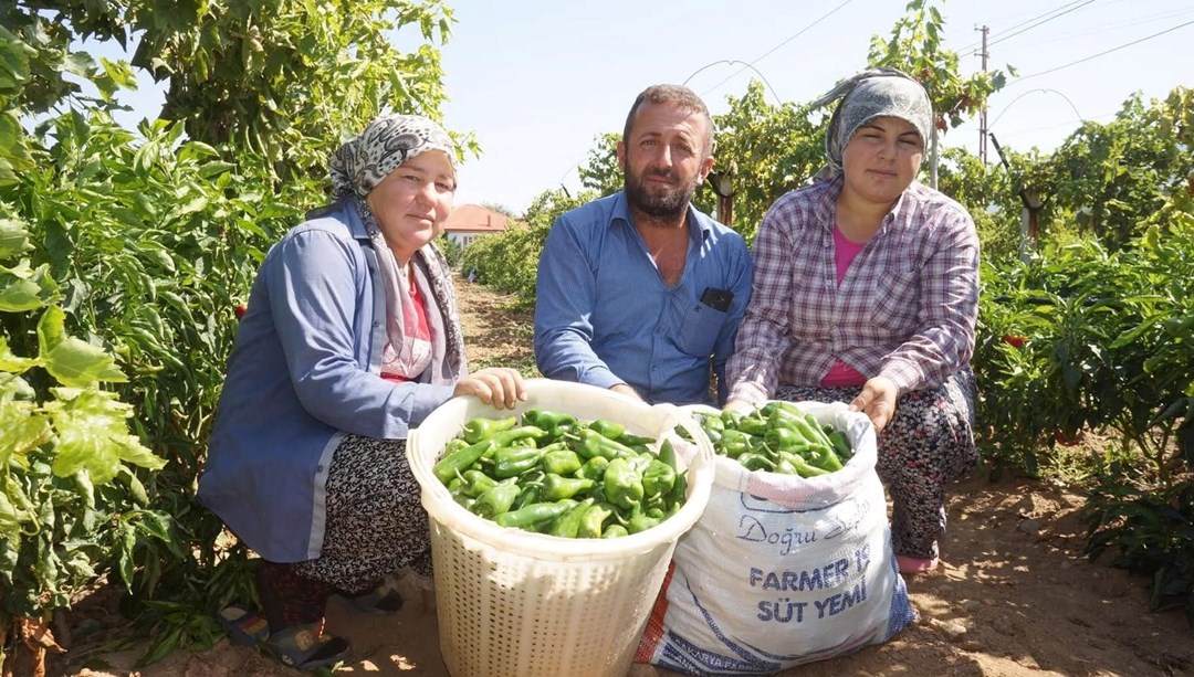 Ünlü Emcelli Biberi yok oluyor: Yerini üzüm bağları aldı