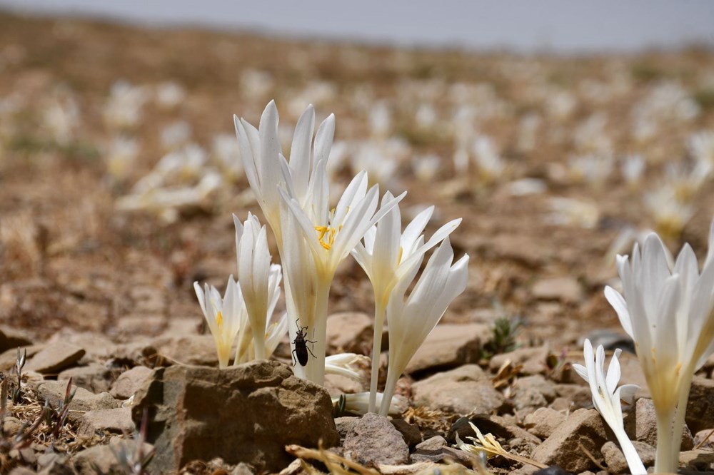 Havalar so�udu, y�l�n son �i�ekleri a�t�