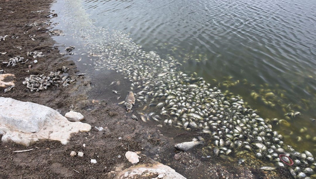 Binlerce ölü balık kıyıya vurdu!