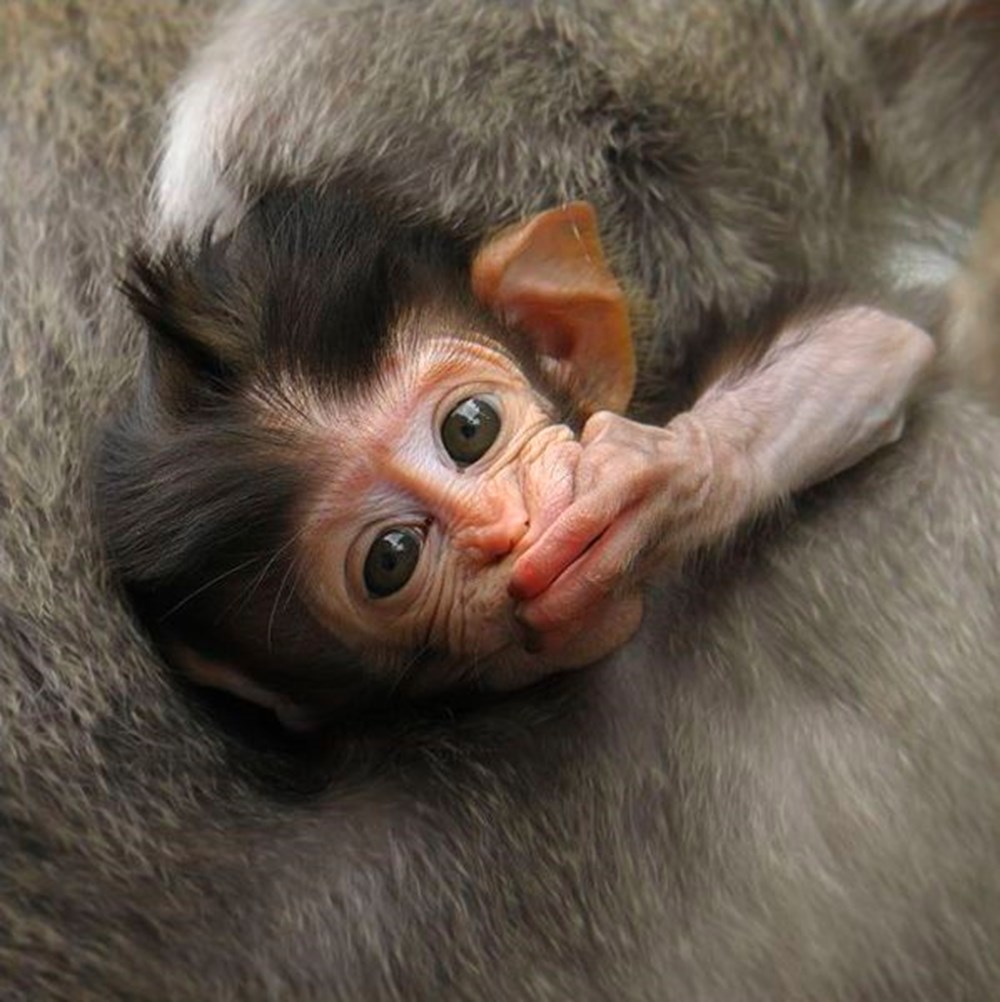 Фото смешной обезьянки. Прикольные животные. Самая красивая обезьянка. Прикольные обезьянки. Маленькие обезьянки.