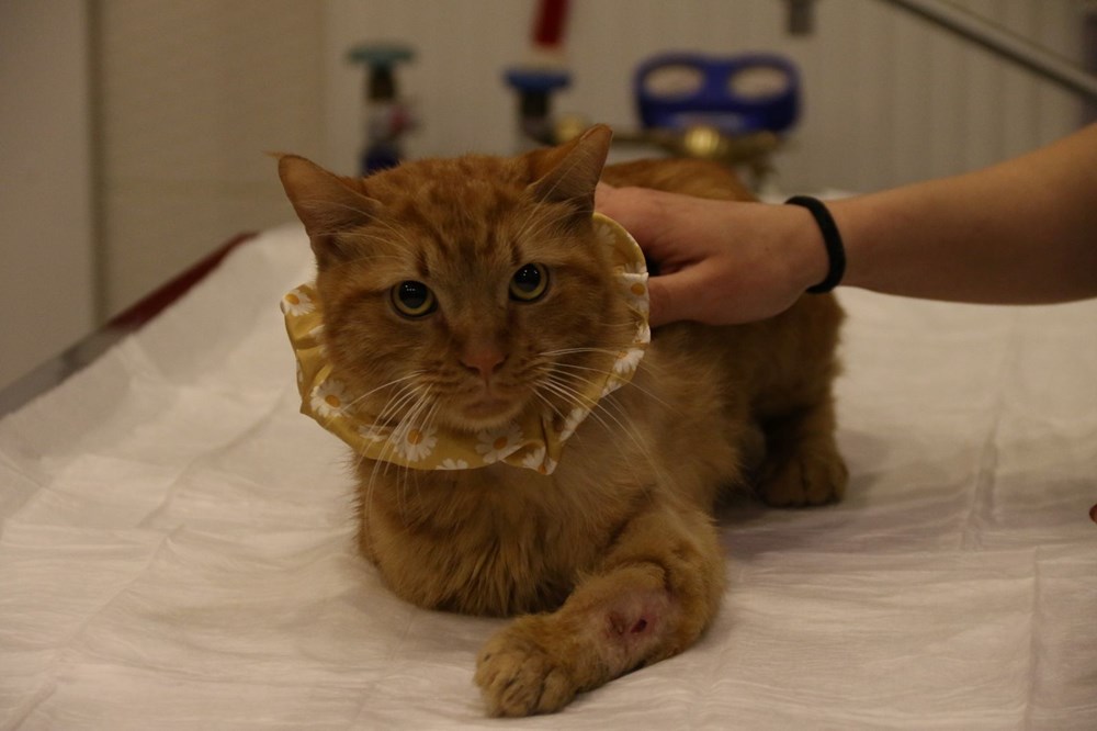 Üniversite Öğrencisi Tekerlekli Sandalyeye Mahkûm Kedinin Hayatına Umut Oldu 73 2dN 4PQfHUqpVKWYZmgo2A