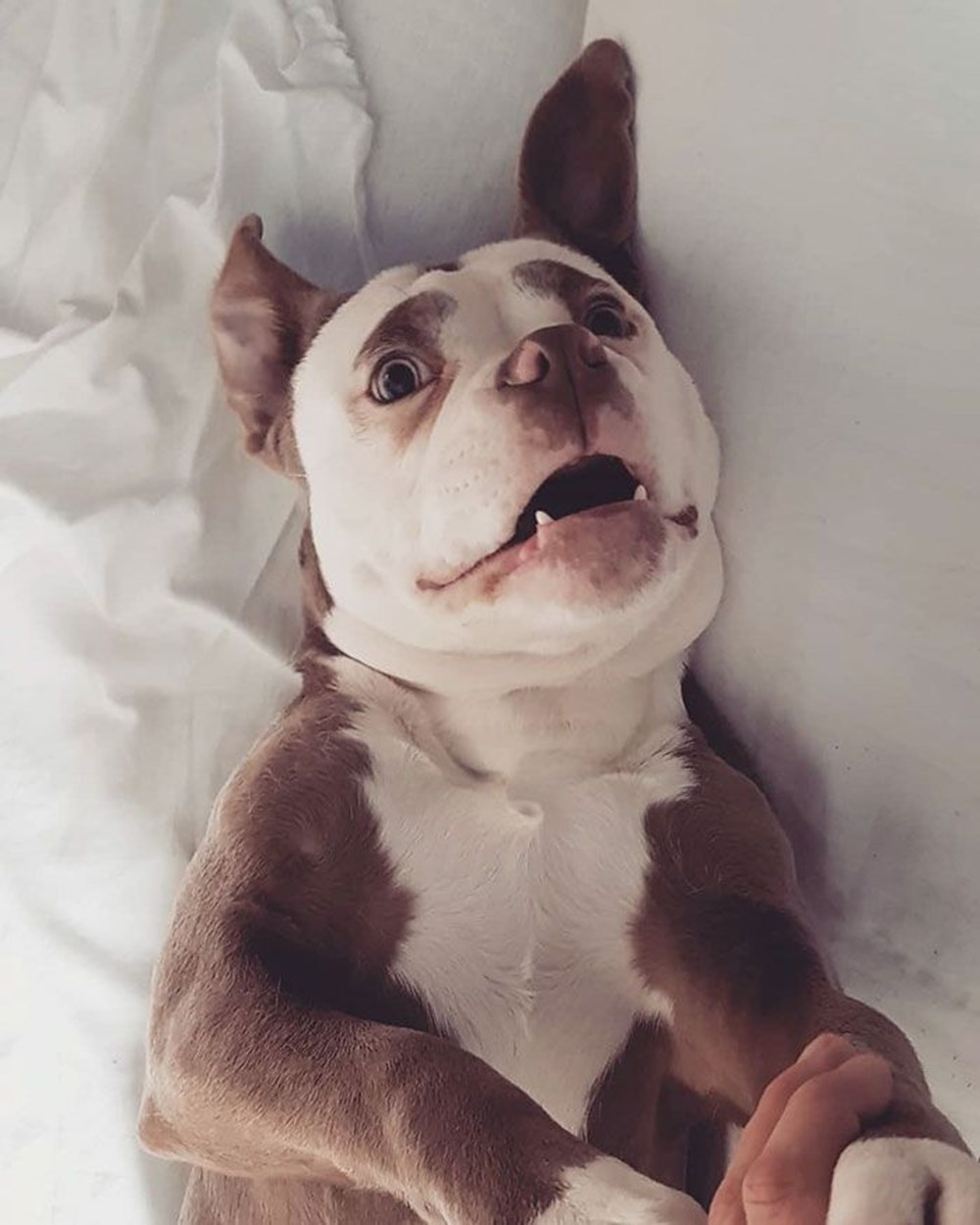yeni fenomeni Üzgün suratlı köpek "Bayan Kaş" Magazin