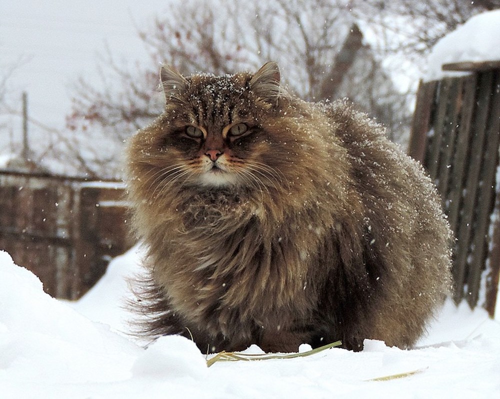 Сибирский кот Лесной окрас