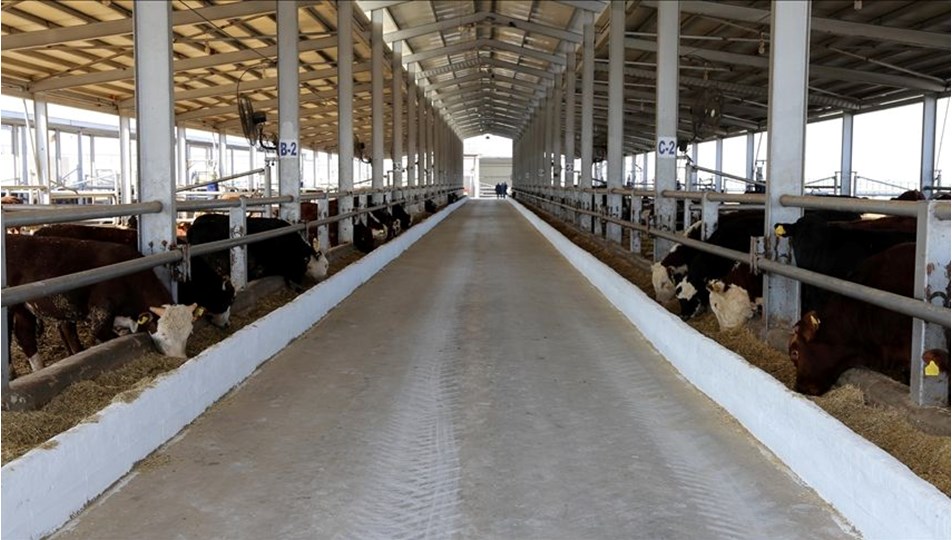 Bingöl'ün Genç ilçesinde şap karantinası