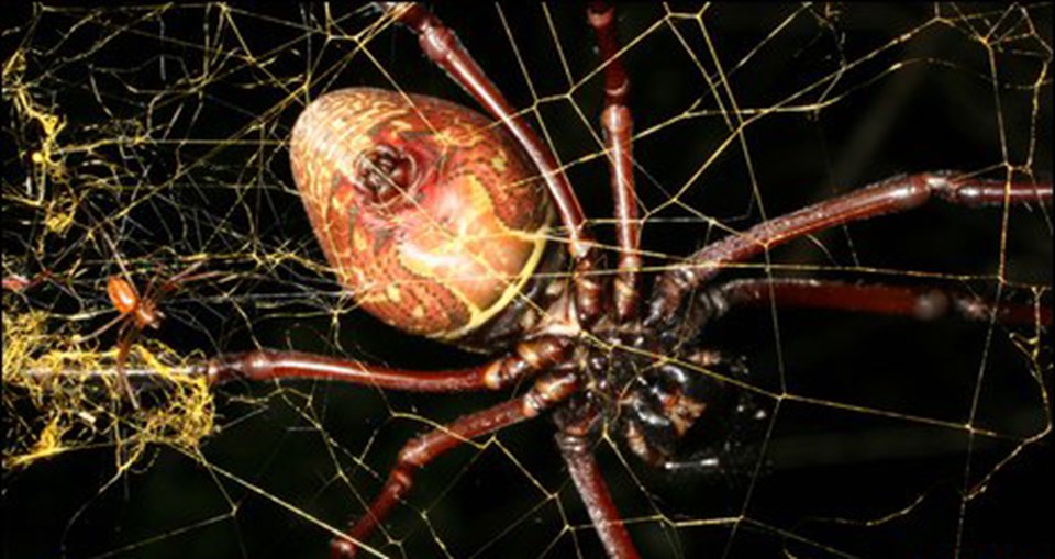 Bir metre ağ örebilen örümcek keşfedildi - 1