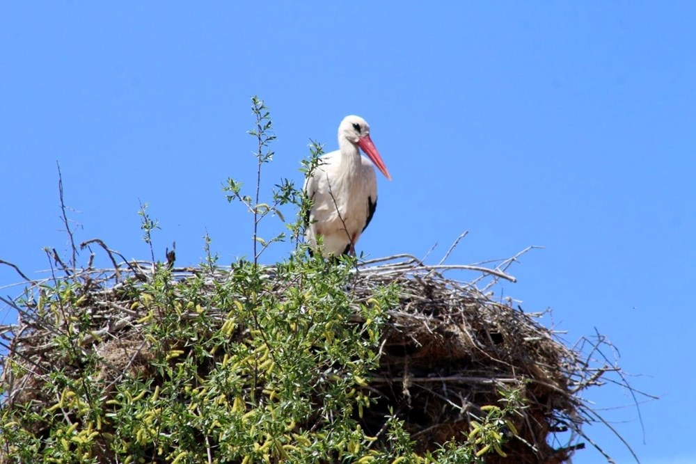 22 Yıllık Sadakat: Aynı Yuvaya Dönen Bahar Elçisi 73 2fndD6s1yEyofCnlrvnL9A
