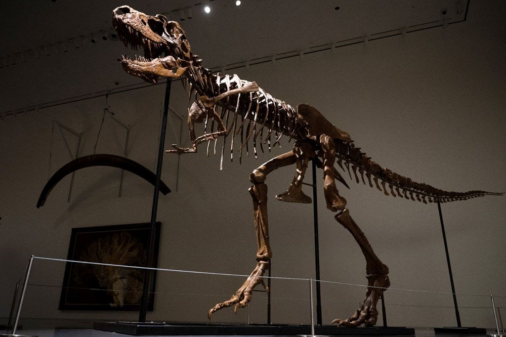 Gorgosaurus türü dinozor iskeleti 6 milyon dolara satıldı - 5