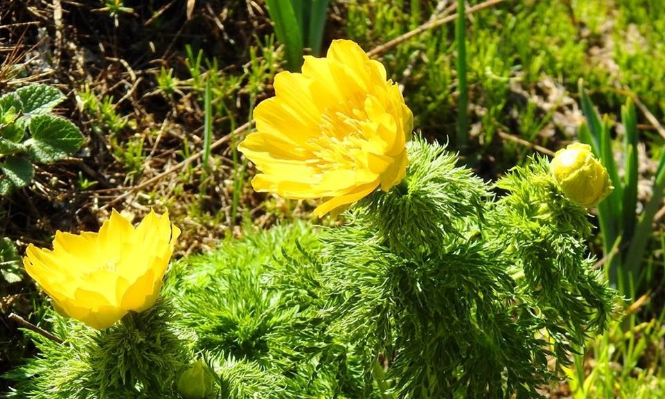 İzine 150 yıl sonra yeniden rastlanan bitki 'Sarı Dağ Gülü' korunacak - 1