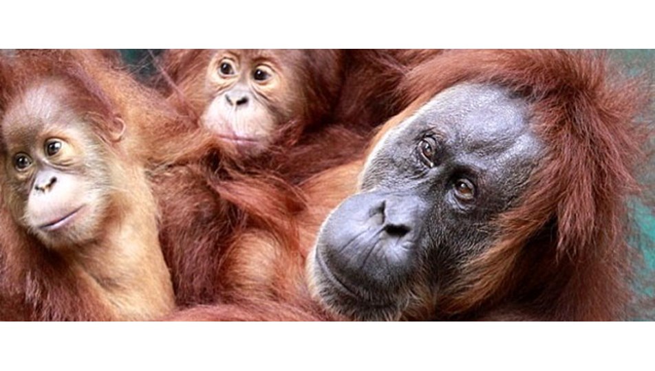 Orangutan katarakt ameliyatıyla yaşama döndü