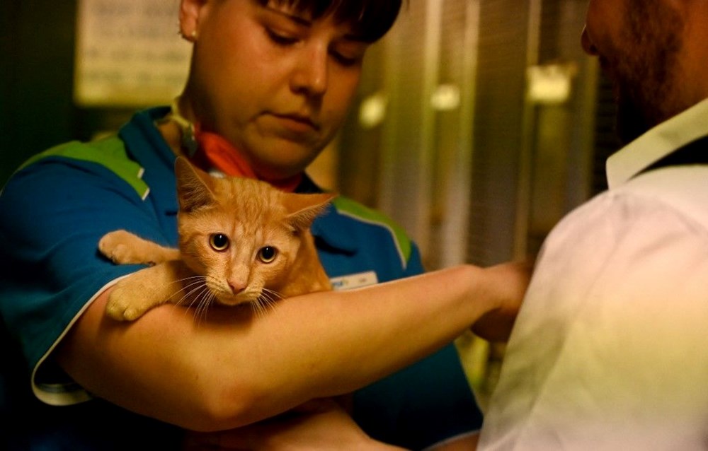 Avustralya'da kedilere sokağa çıkma yasağı: Uymayana para cezası - 4