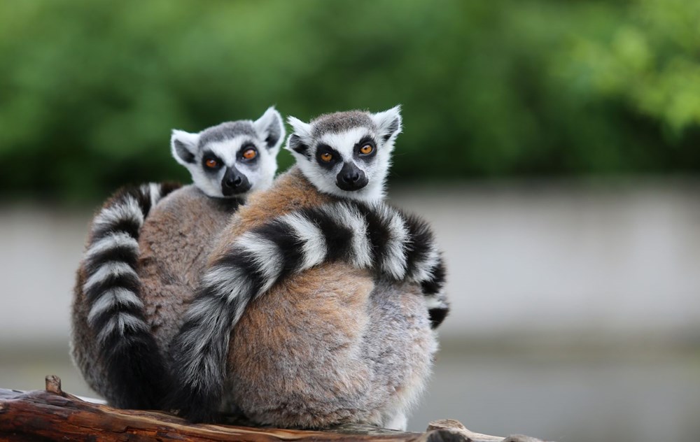 Bursa'daki lemur ailesi büyüyor - 17