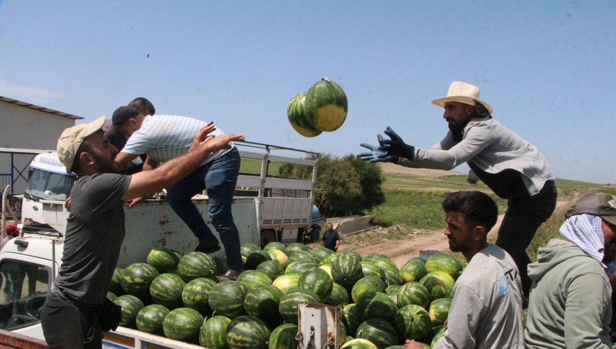 Tarlada kilosu 7 lira: İlk hasat başladı