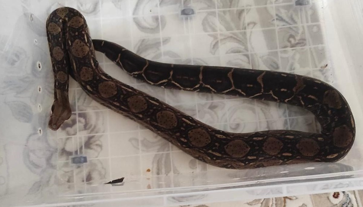 Boa yılanı besleyen kişiye bin 730 lira ceza