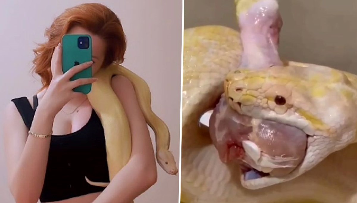 Kiracısına ulaşamayan ev sahibine albino piton sürprizi Kiracısına ulaşamayan ev sahibine albino piton sürprizi