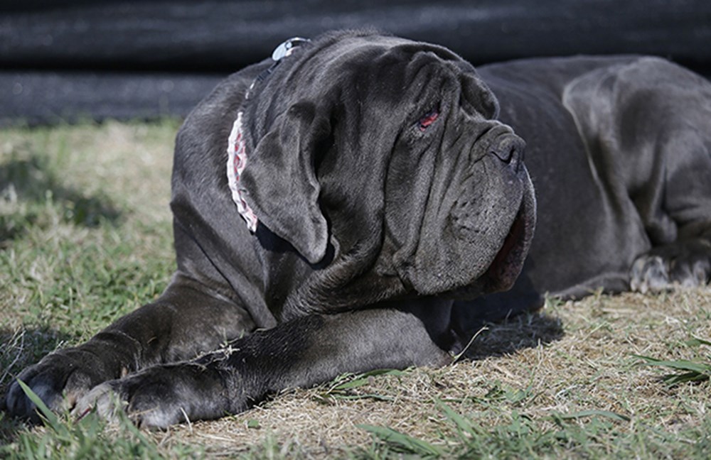 Dünyanın en &quot;çirkin&quot; köpeği seçildi Magazin Haberleri NTV