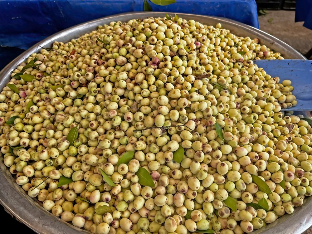 Halk arasında "Mersin meyvesi" olarak biliniyor: Herkesin bir an önce keşfetmesi gerekiyor - 1