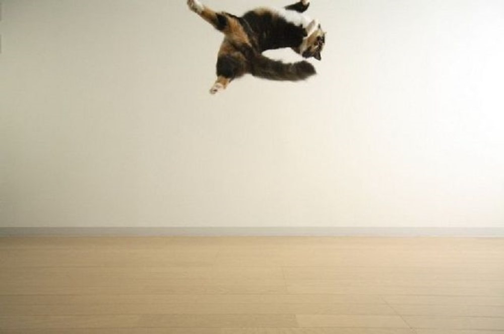 Первый луч полетел и попал. Летающие коты. Кот в прыжке. Летающие коты картинки. Летающие коты в квартире.