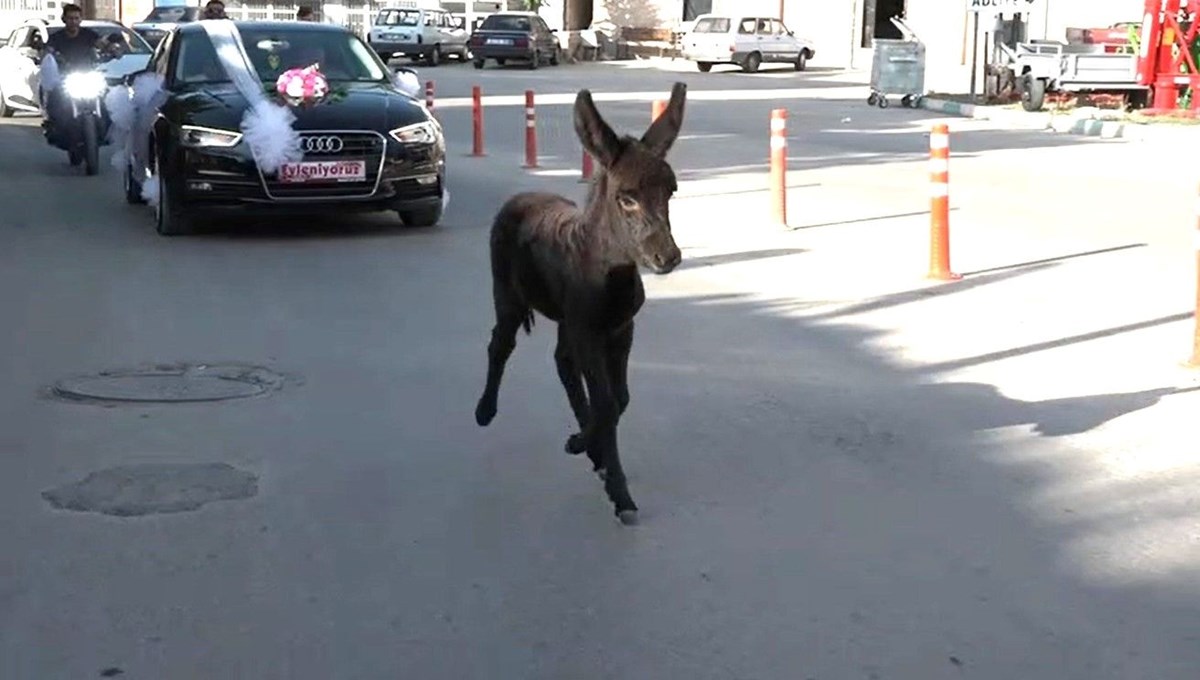 Kütahya'da ilginç görüntüler! 