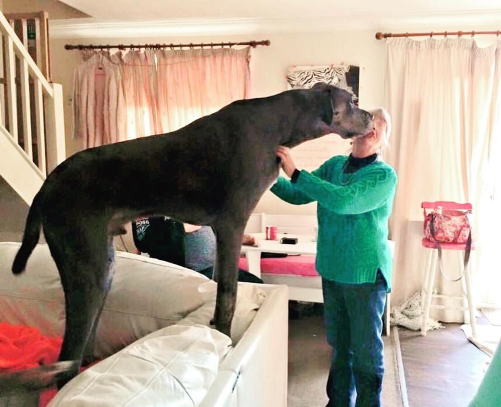 Dünyanın en uzun köpeği Freddy hayatını kaybetti - 8
