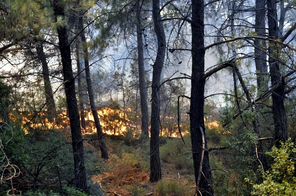Datça'da orman yangını: Çıkış nedeni belli oldu - 7