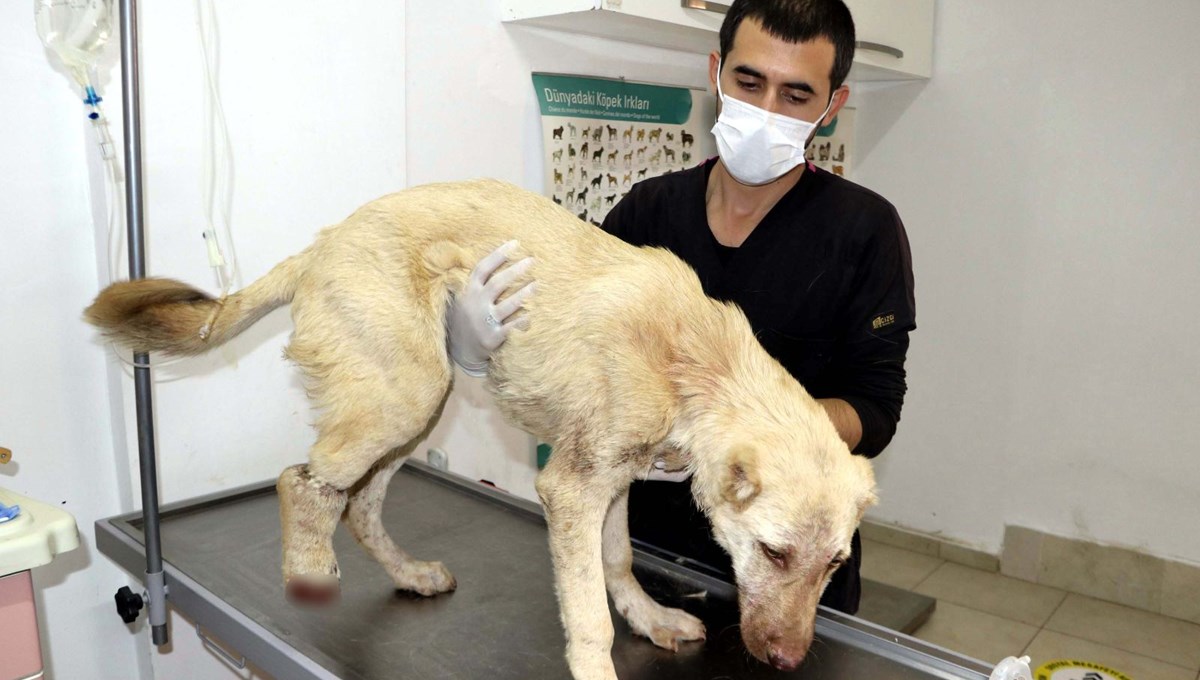 Yavru köpeğin ayağını ve kulaklarını kestiler