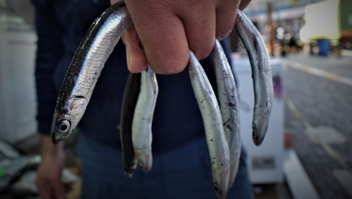 SON DAKİKA HABERİ: Hamsi avı İstanbul Boğazı ve Karadeniz'de yasaklandı