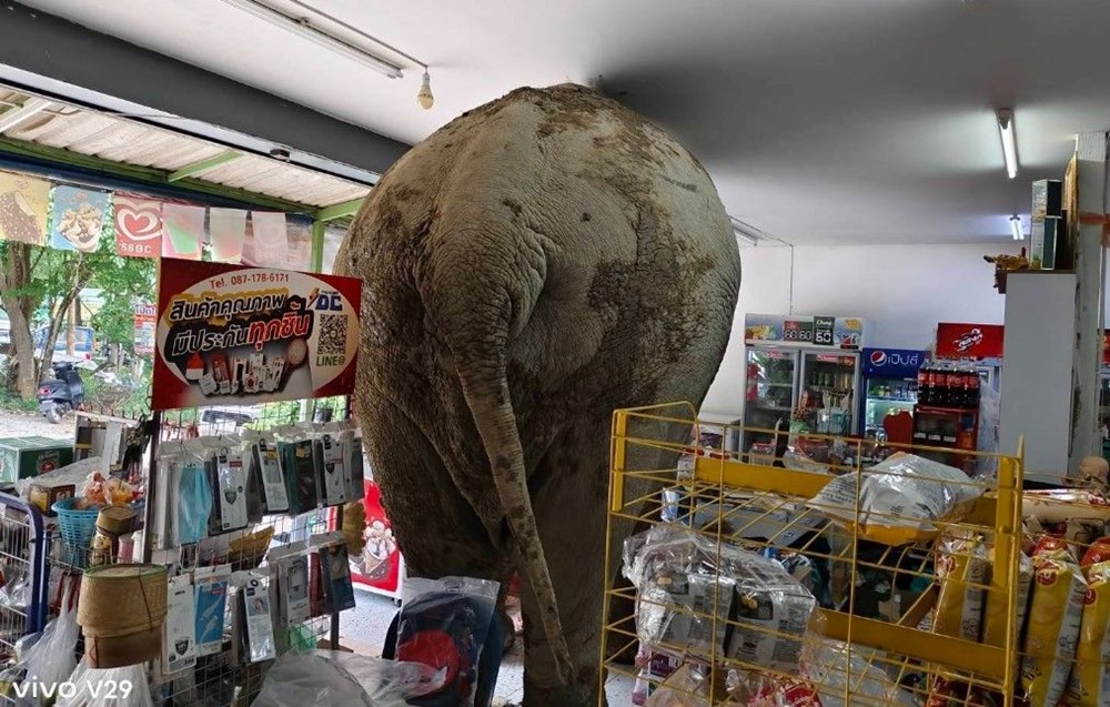 Marketine girip atıştırmalıkları yiyen fili sapanla kovaladı - 2