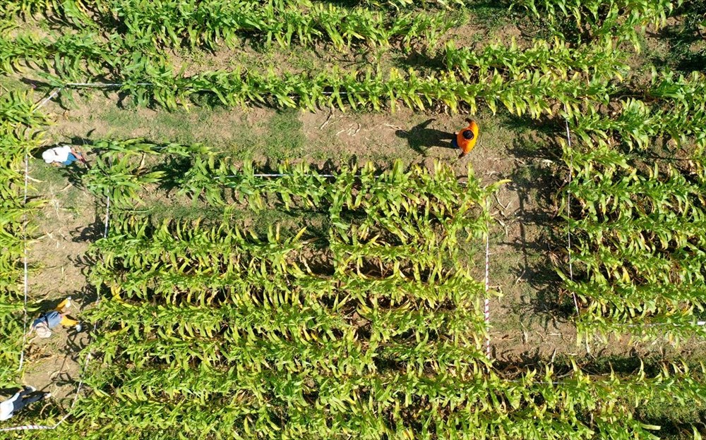 T�rkiye'nin ilk 'm�s�r labirenti'