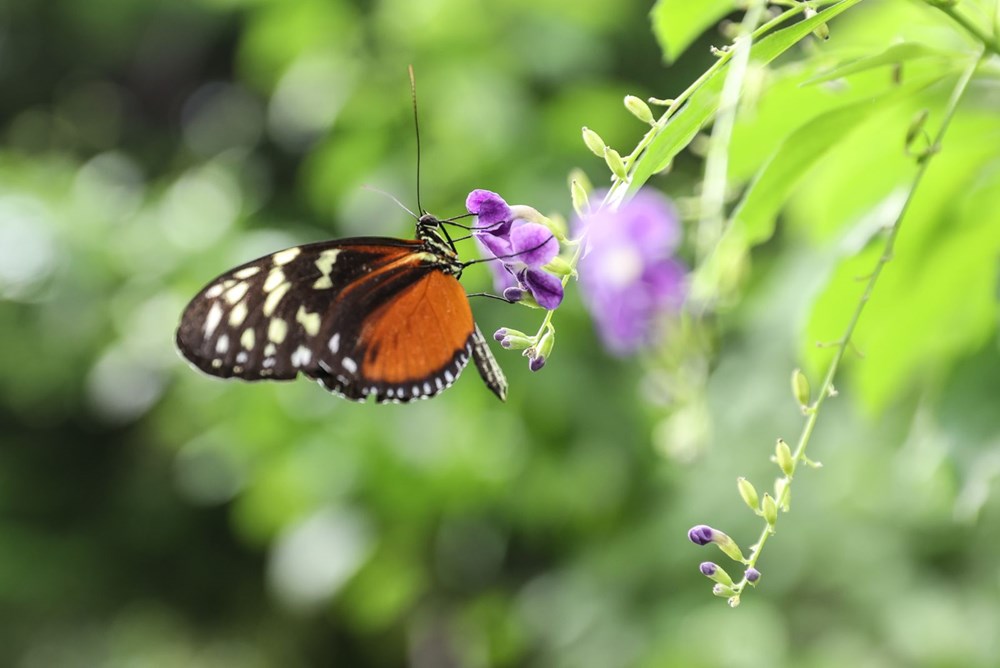 İngiltere'de gördüğü kelebek çiftliğini Beykoz'da kurdu - 6