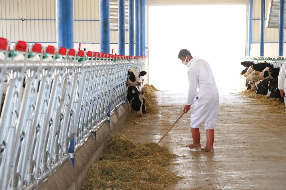 Niğde'de devlet desteğiyle 7,5 milyon liraya çiftlik kurdu - 12