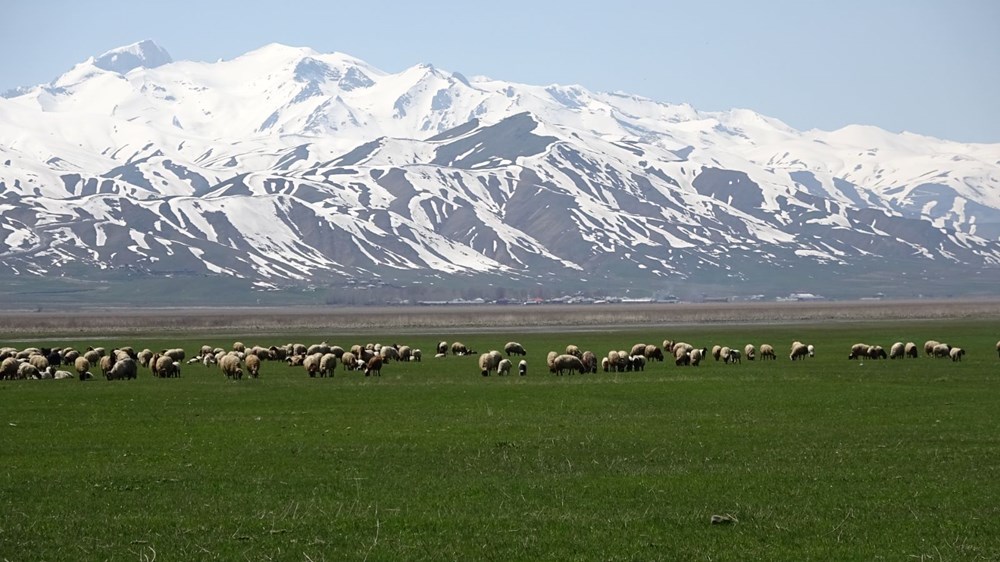 Hakkari'ye İran'dan ithal çoban - 7