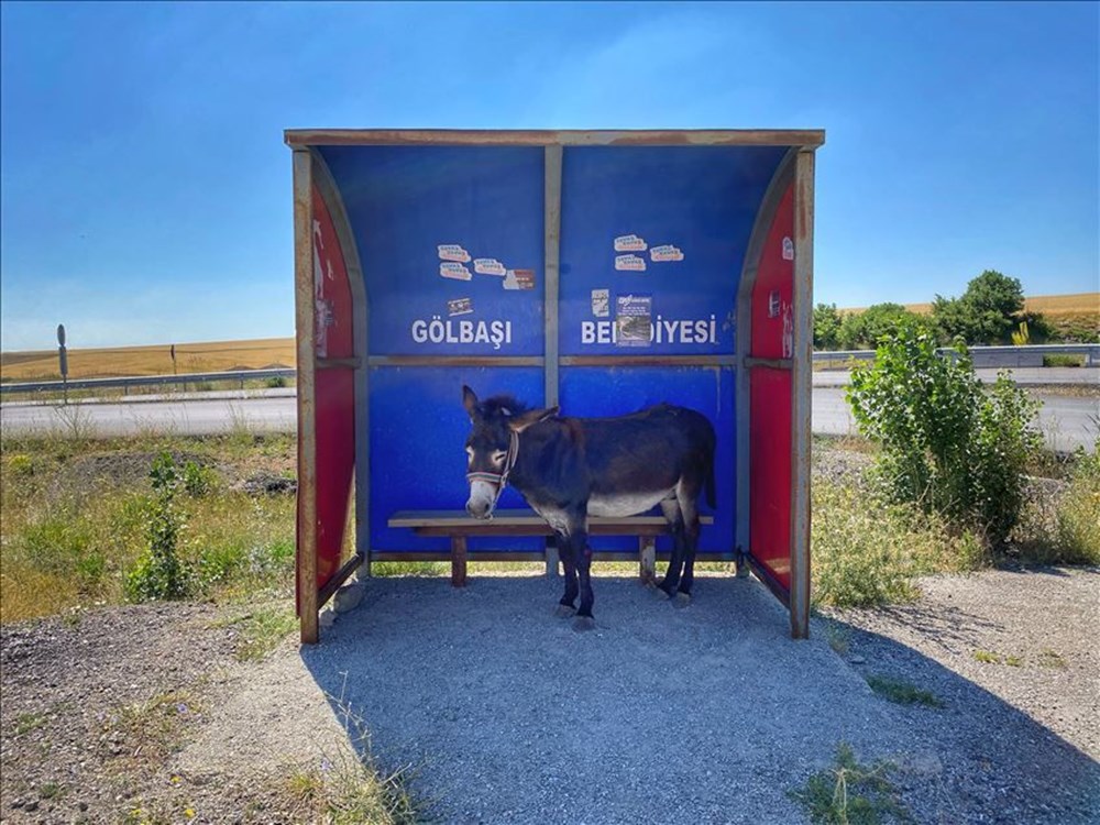 Haftanın fotoğrafları (4-10 Temmuz 2020) - 30