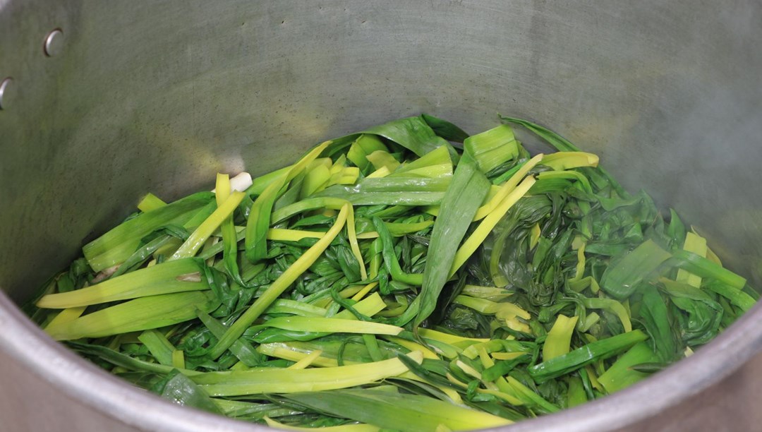 Güney Doğu'nun dağlarından toplanıyor: Gastronomi öğrencilerinin yeni gözdesi