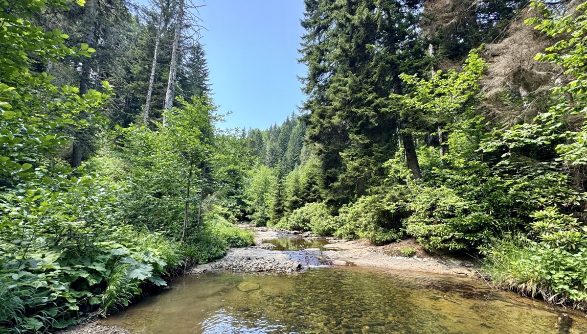 Giresun'daki Paşakonağı Yaylası görenleri büyülüyor