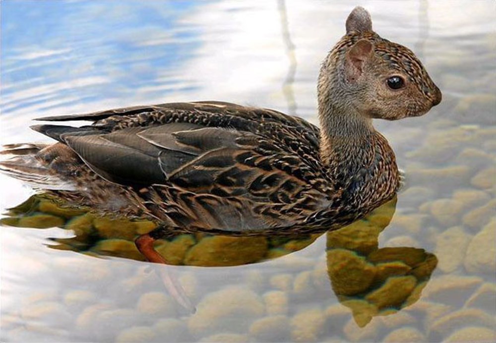 Креативные утки. Водоплавающие птицы: утка кряква, гуси. Белки в утке. Утка белок. Утка мандаринка приморского края.