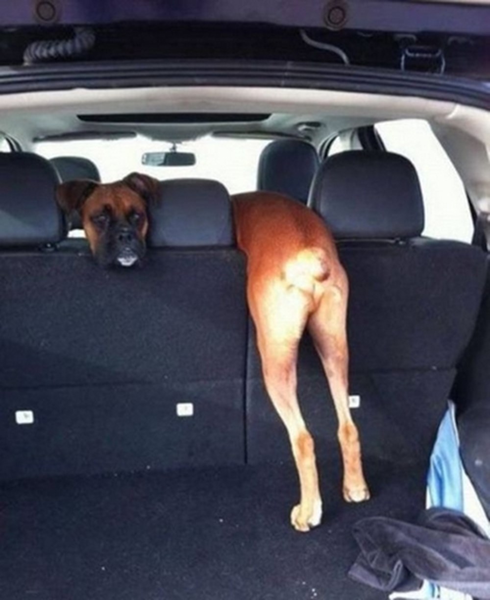 Собака запрыгивает в машину