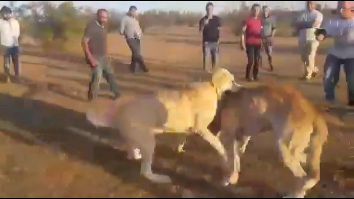 Kopekleri Acimasizca Dovusturup Kameraya Kaydettiler Son Dakika Turkiye Haberleri Ntv Haber Kopekleri Acimasizca Dovusturup Kameraya Kaydettiler Son Dakika Turkiye Haberleri Ntv Haber