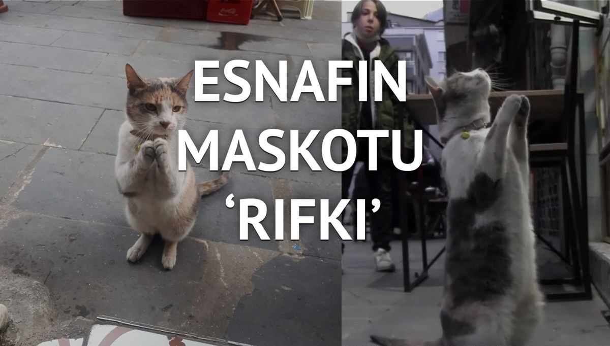 Maskot kedi esnaftan böyle yiyecek istiyor