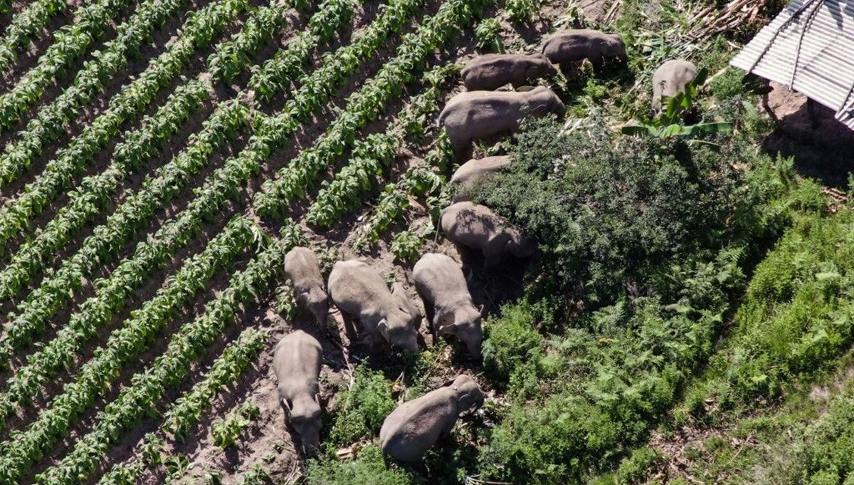 Çin'in gezgin fil sürüsü evine geri dönüyor